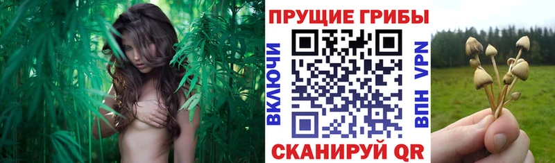 Галлюциногенные грибы GOLDEN TEACHER  магазин  наркотиков  Химки 